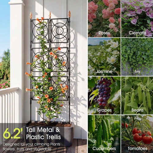 Trellis for climbing plants - trellis,